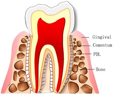 Advance of Nano-Composite Electrospun Fibers in Periodontal Regeneration